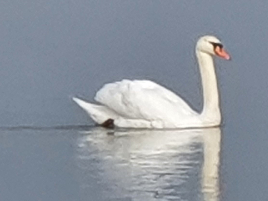 Cygne Spirallie